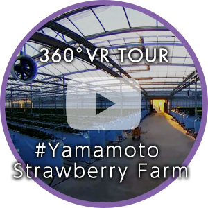 山元いちご農園